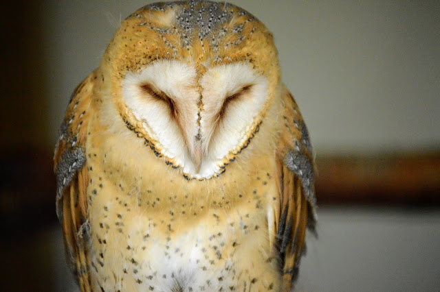 Image taken at Tattershall Farm Park of a snowy barn owl with it's eyes closed perched on a branch inside it's enclosure.