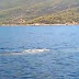 Φάλαινα βολτάρει στον Κορινθιακό κόλπο (βίντεο)