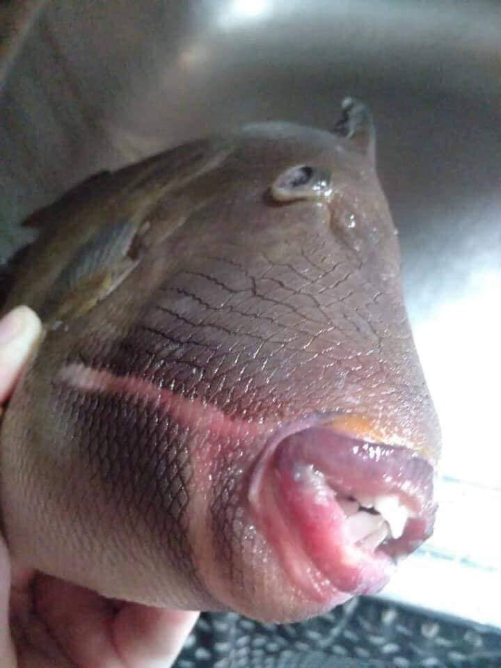 See Viral Photos Of A Fish With Big Lips and Teeth Gist