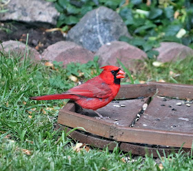 cardinal eating sunflower seed