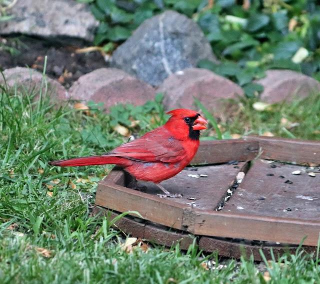 cardinal eating sunflower seed