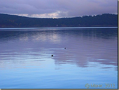 Saltsprings9
