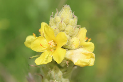 Koningskaars - Aronsstêf - Verbascum thapsus