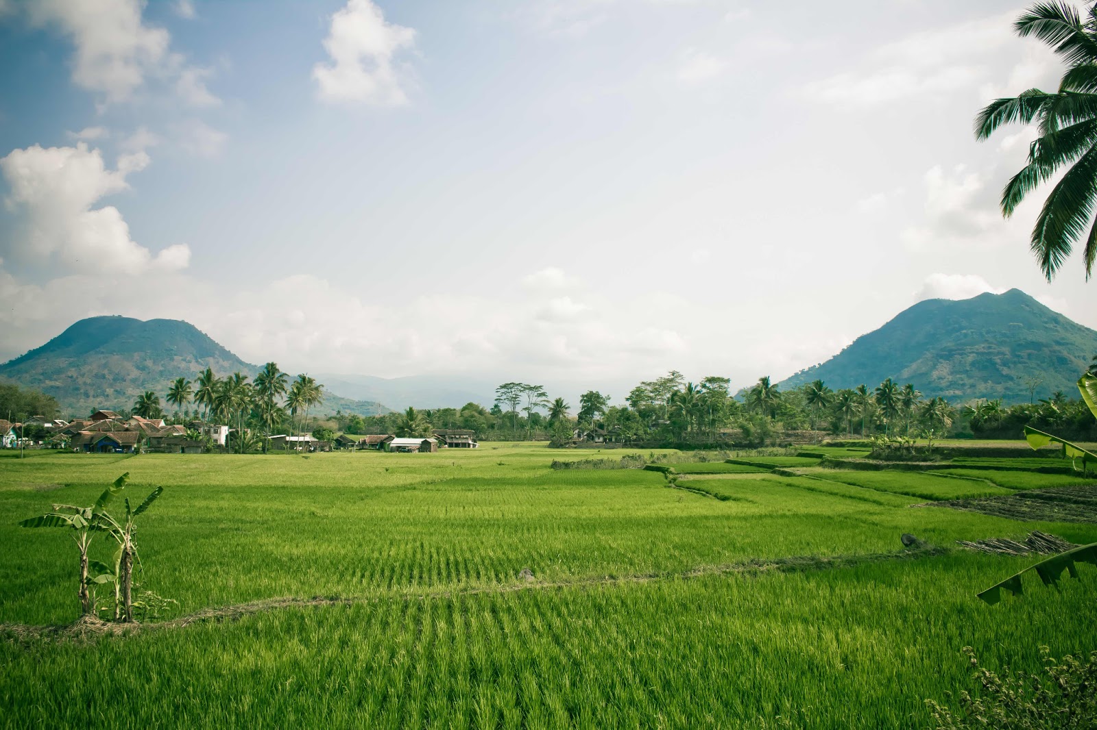 GAMBAR PEMANDANGAN SAWAH DAN PEGUNUNGAN TERINDAH Freewaremini