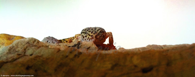 Smiling Leopard Gecko