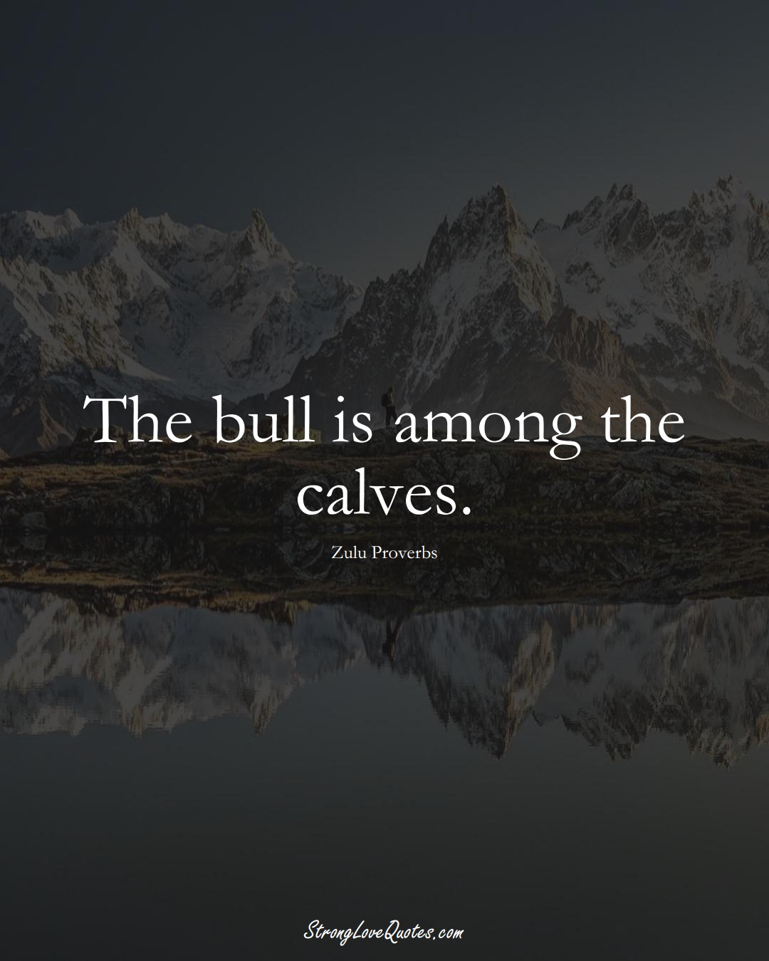 The bull is among the calves. (Zulu Sayings);  #aVarietyofCulturesSayings