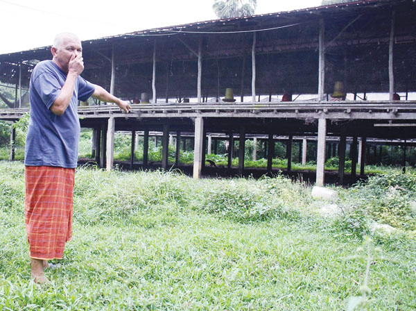 ternak ayam potong untuk pemula