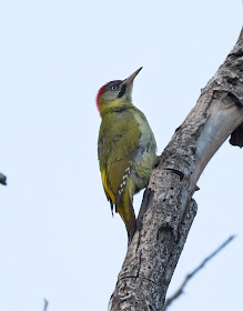Levaillant's Woodpecker - Morocco