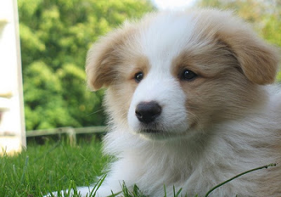 Collie Puppy Picture