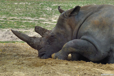 Rhinoceros sleeping
