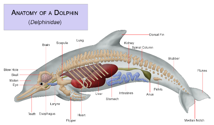 Anatomy Dolphin