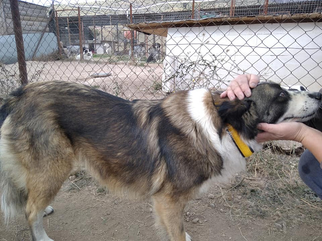 Greek Rescue Stray Dog looking for a forever home