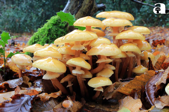 Honey Mushrooms