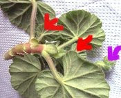 short-jointed geranium cutting