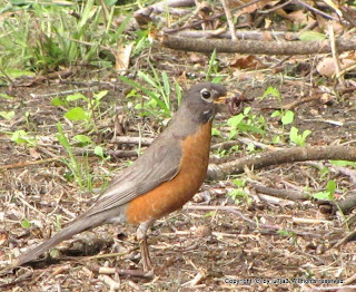American Robin with Worm