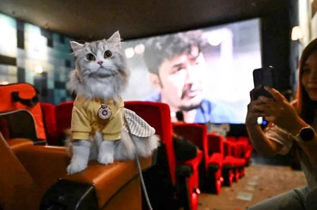 Near Bangkok cats in diapers can go to the cinema with their owner