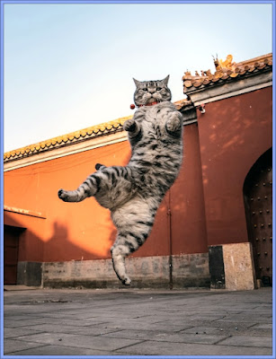 Imperial Cat In Forbidden City