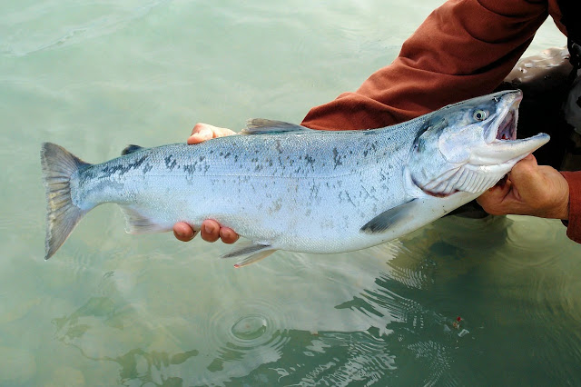 AquAdvantages Salmon