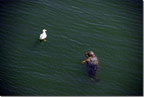 Seal 3