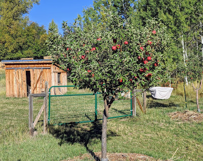 Mulching Trees to the Drip Line