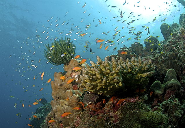 Coreal reefs are one of most biologically diverse ecosystems.