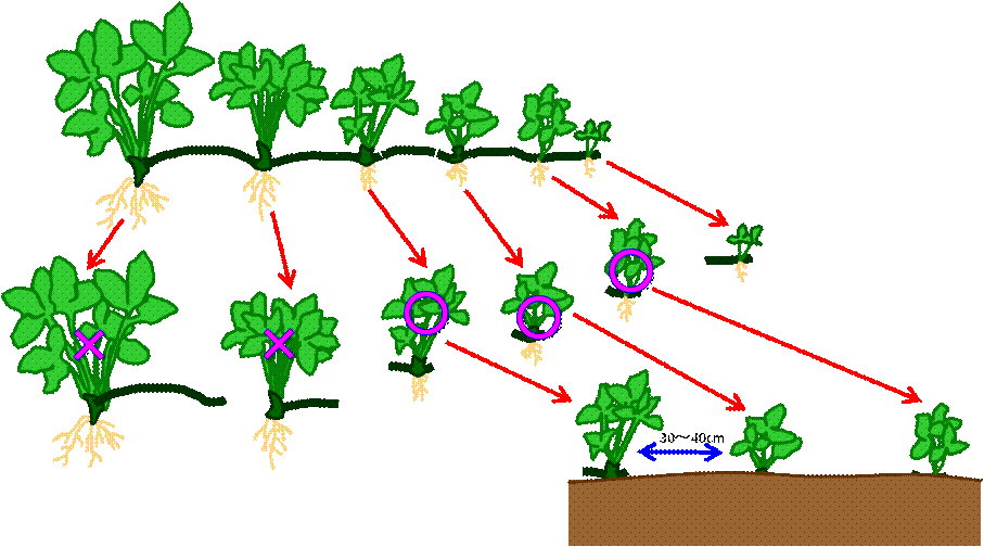 菜園起業 半農生活 野菜栽培レッスンプロのページ いちごの株分け方法