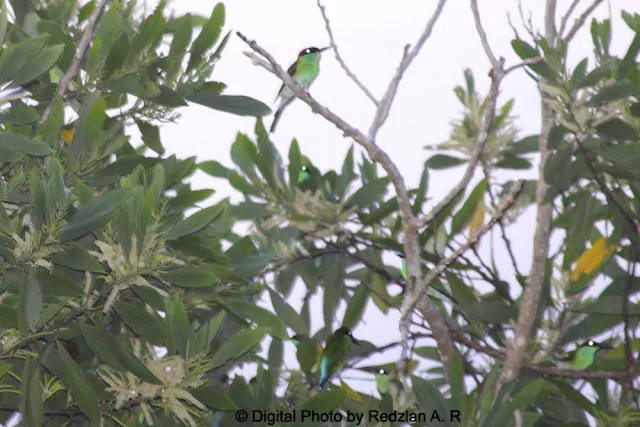 Bee-eater Roosting