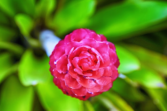 flower at the Maui Tropical Plantation