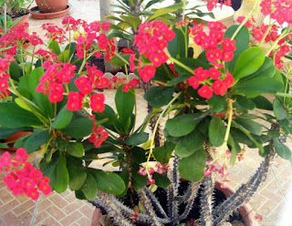 Tanaman Hias Euphorbia