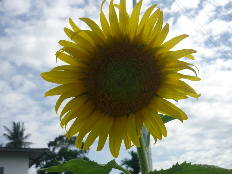 Dalam Lingkaran Ini Tingginya bunga matahari ini 