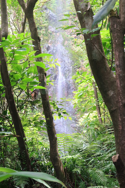 Hachijojima Karataki