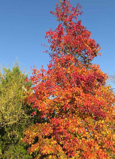 Liquidambar styraciflua