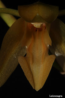 Coelogyne cuprea