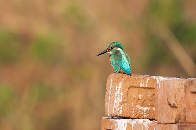 Common Kingfisher (Alcedo atthis ssp. A. a. bengalensis) Location: Sanjivini Nagar, Jabalpur, India