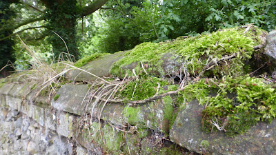 moss on stone wall 