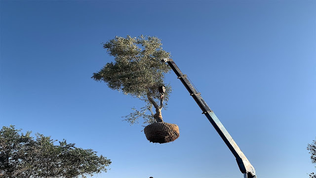 شجرة كبيرة تتسبب بحصول مواطن سعودي على وظيفة مرموقة وبراتب كبير