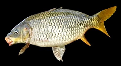  merupakan ikan air tawar yang paling banyak dibudidayakan dan merupakan komoditas perikan Harus tau Umpan Jitu Untuk Mancing Ikan Karper (Ikan Mas)