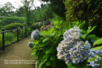 園路沿いの紫陽花の写真