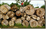 Indonesia timber