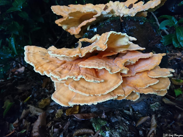 Le Polypore soufré Laetiporus sulphureus 