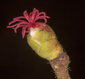 Female Hazel flower, Corylus avellana.  The Knoll, Hayes, 19 February 2017.