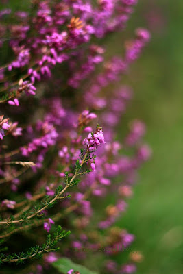 heather plants