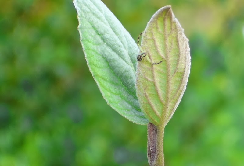 Viburnum Suspensum