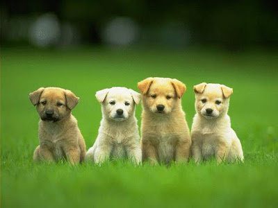 cute puppies wallpaper. cute puppies wallpaper.