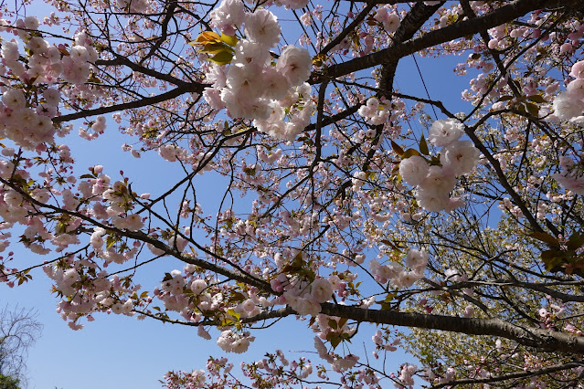 鳥取県西伯郡伯耆町丸山 ビアホフ ガンバリハウスの生垣の八重桜