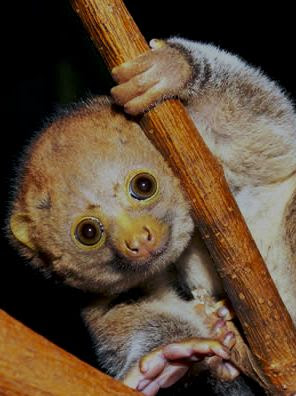 Potto Facts, Amazing Animals Potto, Potto Amazing Fact