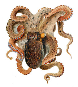 OCTOPUS