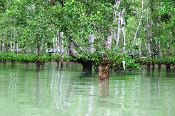 Indonesia Memiliki Hutan Bakau Terbesar Di Dunia Dan Untuk 