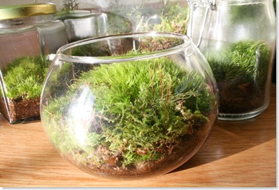 terrarium2