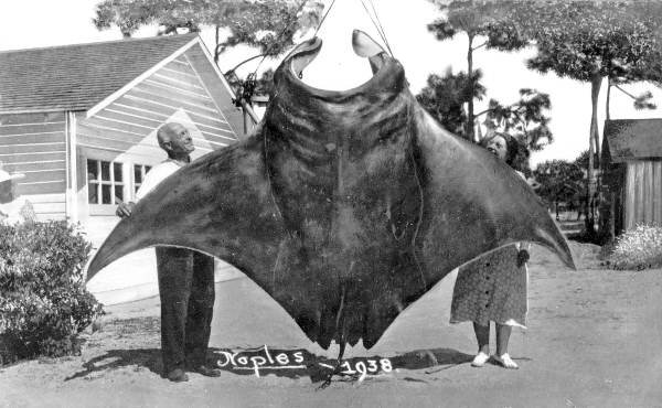 Pet Stingray